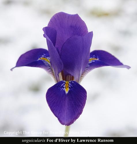 06 unguicularis_Fee_d_Hiver_Ransom2000